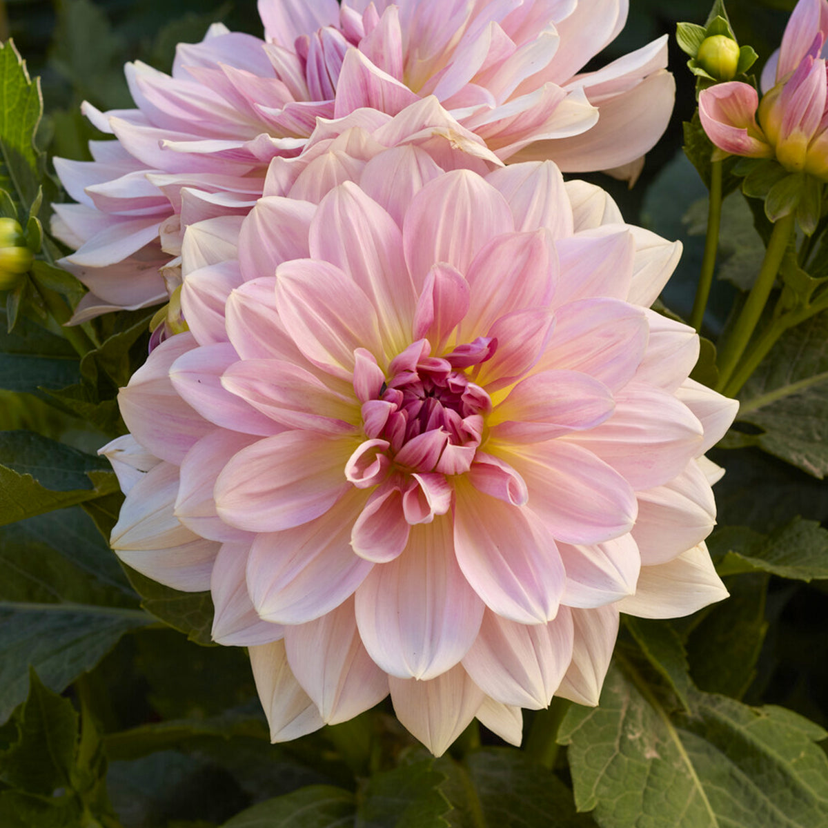 Dahlia géant Fairway Pilot - Dahlia Fairway Pilot - Willemse