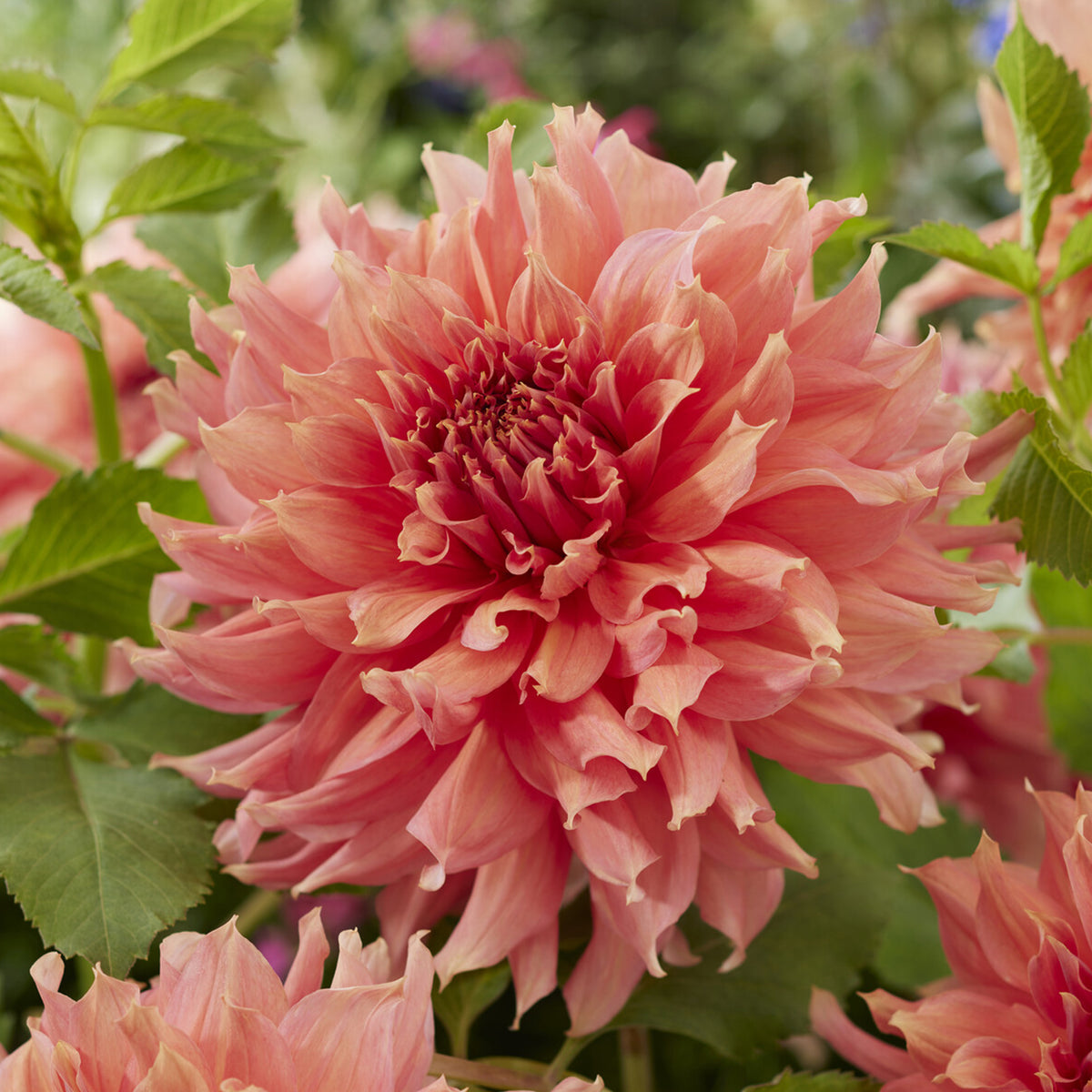 Dahlia géant Fairway Spur - Willemse