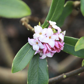 Daphne Aureomarginata - Daphne odora Aureomarginata - Willemse