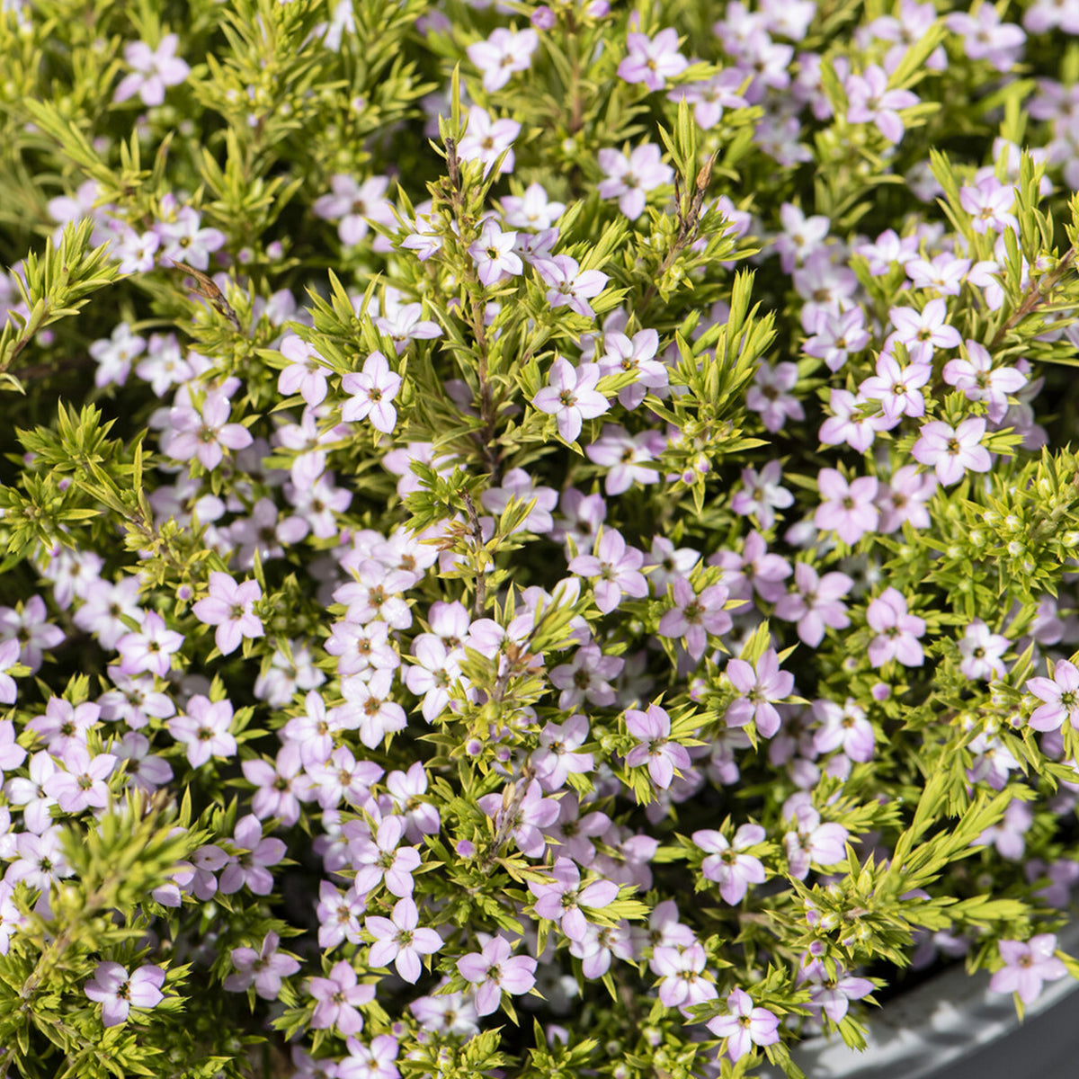 Diosma Sunset Gold - Plante du pêcheur - Diosma hirsuta Sunset Gold - Willemse