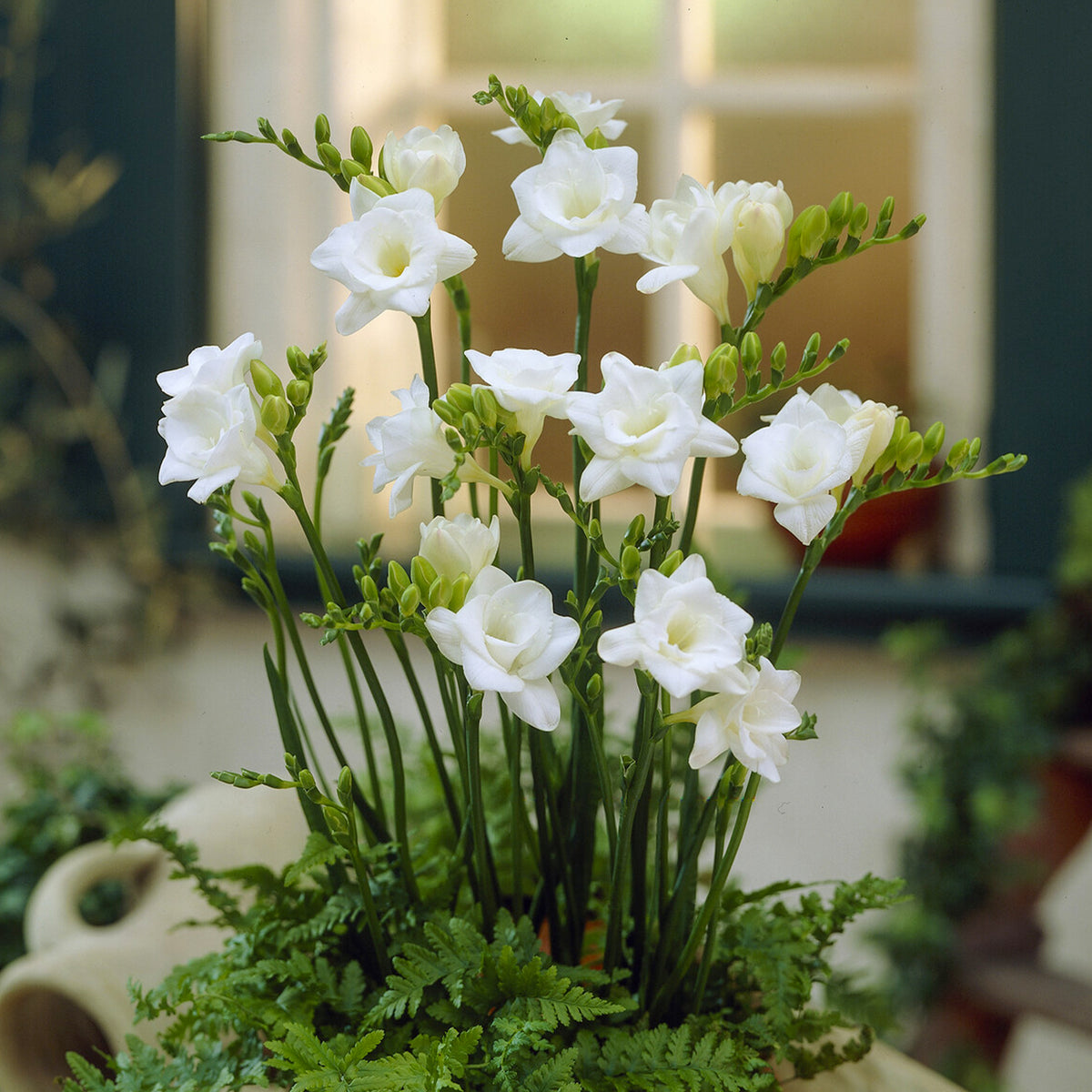 25 Freesias à fleurs doubles blanches - Freesia Double Blanc - Willemse