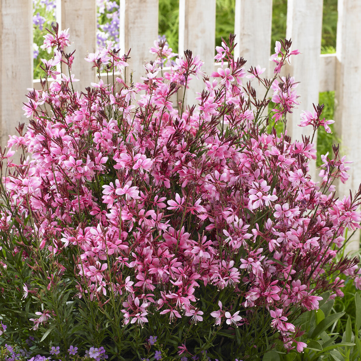 Gaura Baby Butterfly Dark Pink - Willemse