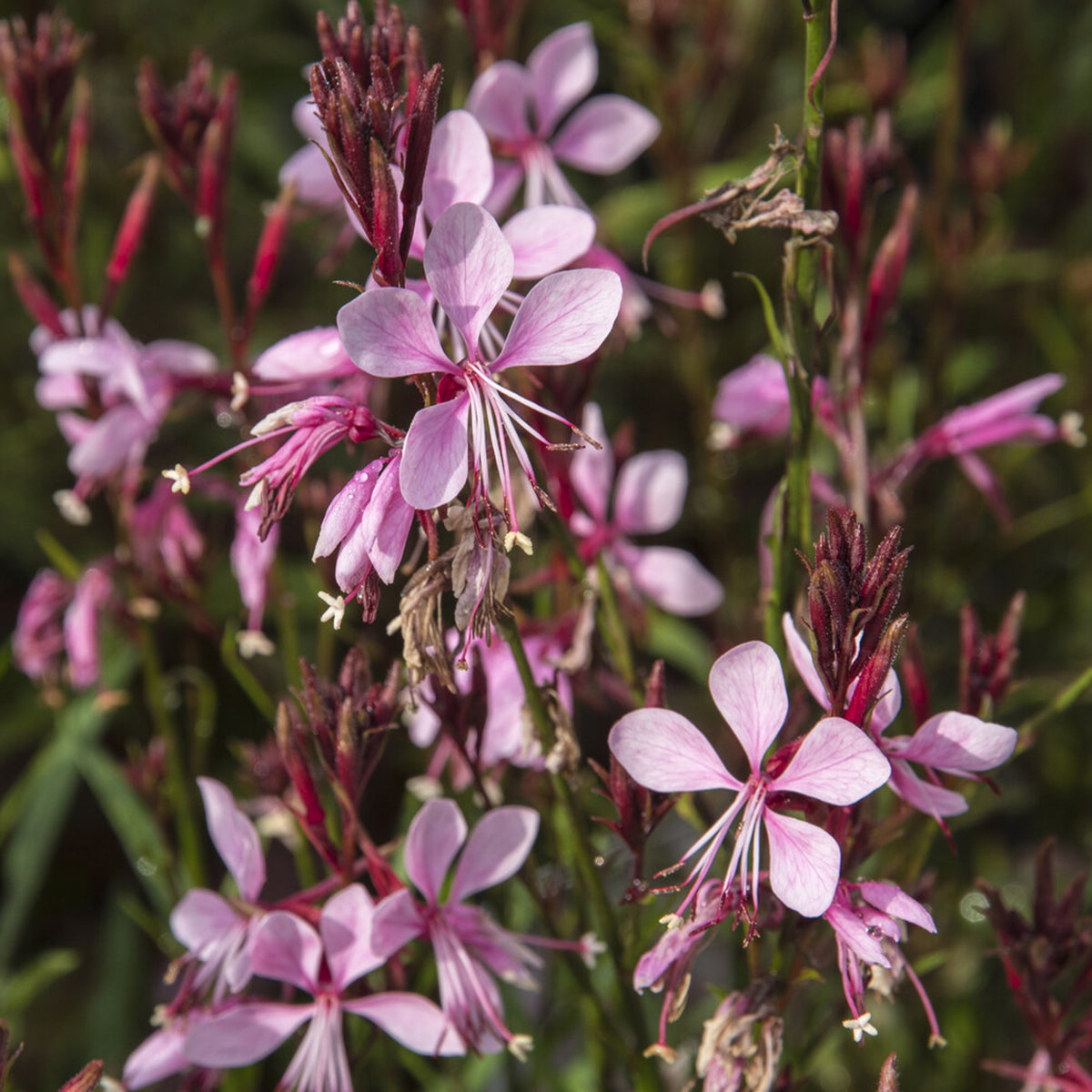 Gaura Baby Butterfly Dark Pink - Gaura lindheimeri Baby Butterfly Dark Pink - Willemse