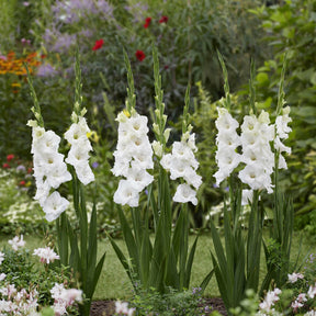 25 Glaïeuls Blondy - Gladiolus Blondy - Willemse