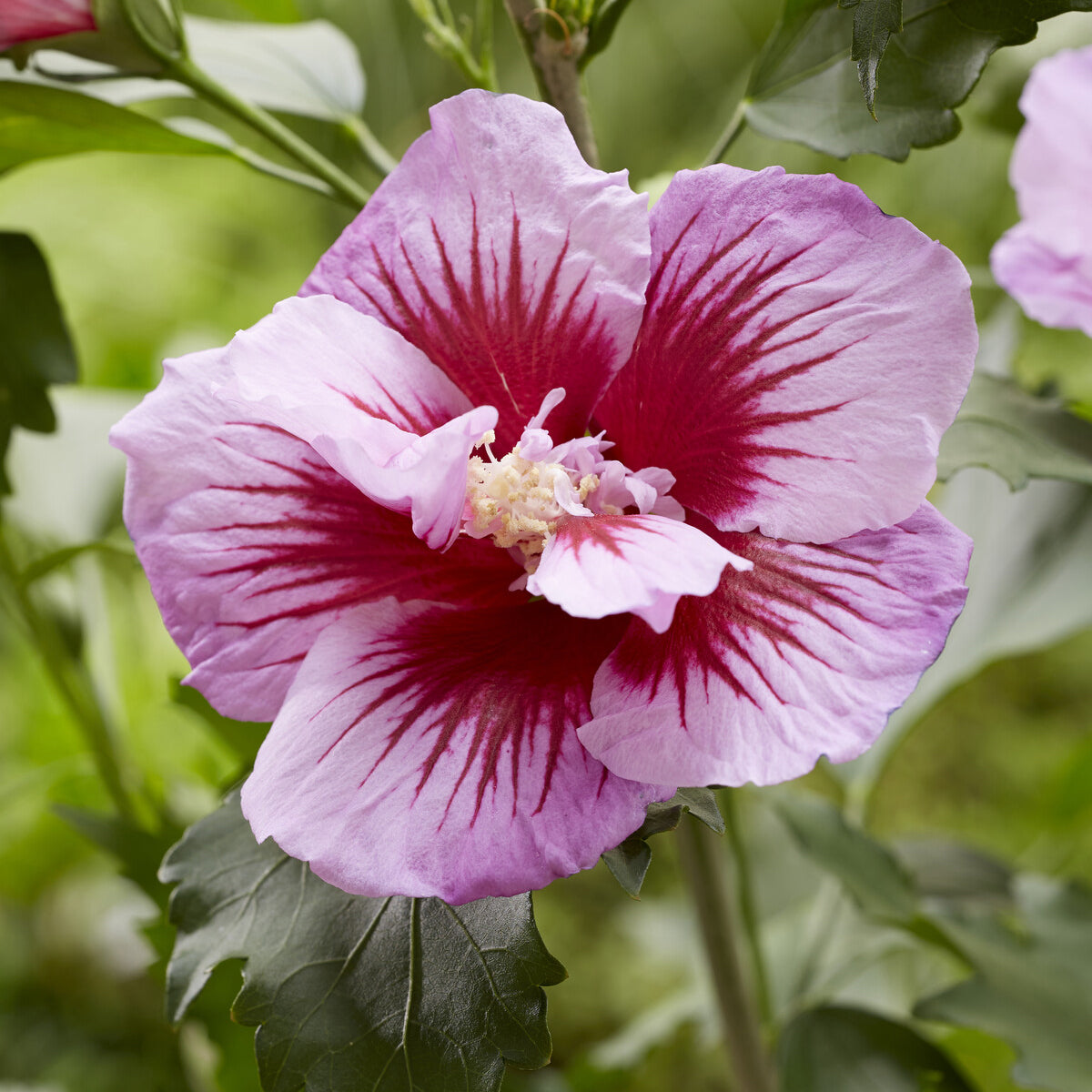 Hibiscus syriacus Flower Tower Purple ® - Hibiscus Flower Tower Purple ® - Hibiscus