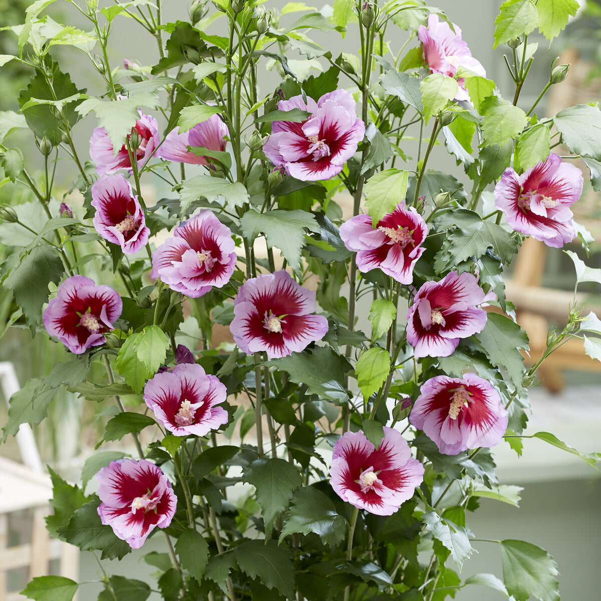 Hibiscus - Hibiscus Flower Tower Purple ® - Hibiscus syriacus Flower Tower Purple ®