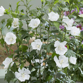 Hibiscus Flower Tower White ® - Willemse