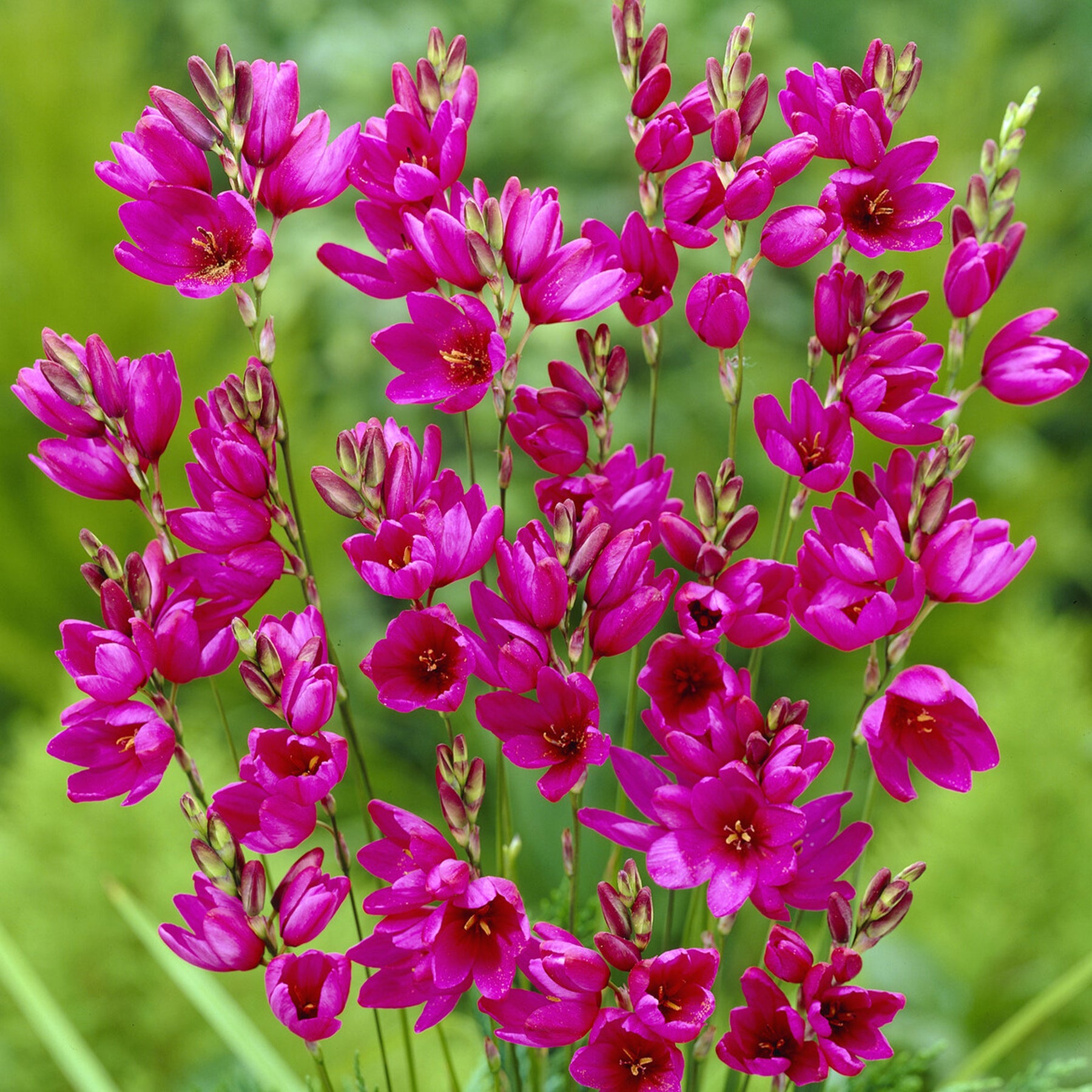 30 Lis des blés - Ixia Mabel - Willemse