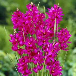 30 Lis des blés - Ixia Mabel - Ixia Mabel - Willemse