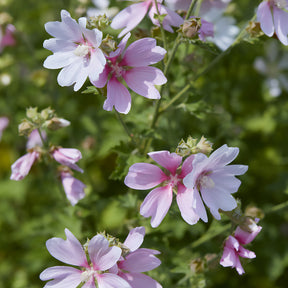 Lavatera Barnsley Baby - Lavatère Barnsley Baby - Lavatères