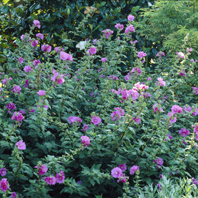 Lavatère Bredon Springs - Lavatera Bredon Springs - Willemse