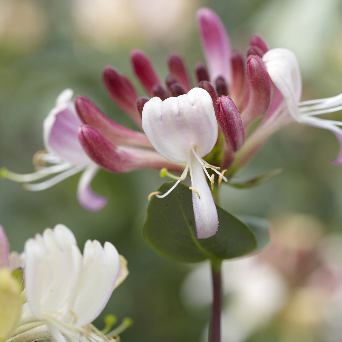 Chèvrefeuille grimpant des bois Belgica - Lonicera periclymenum Belgica - Willemse