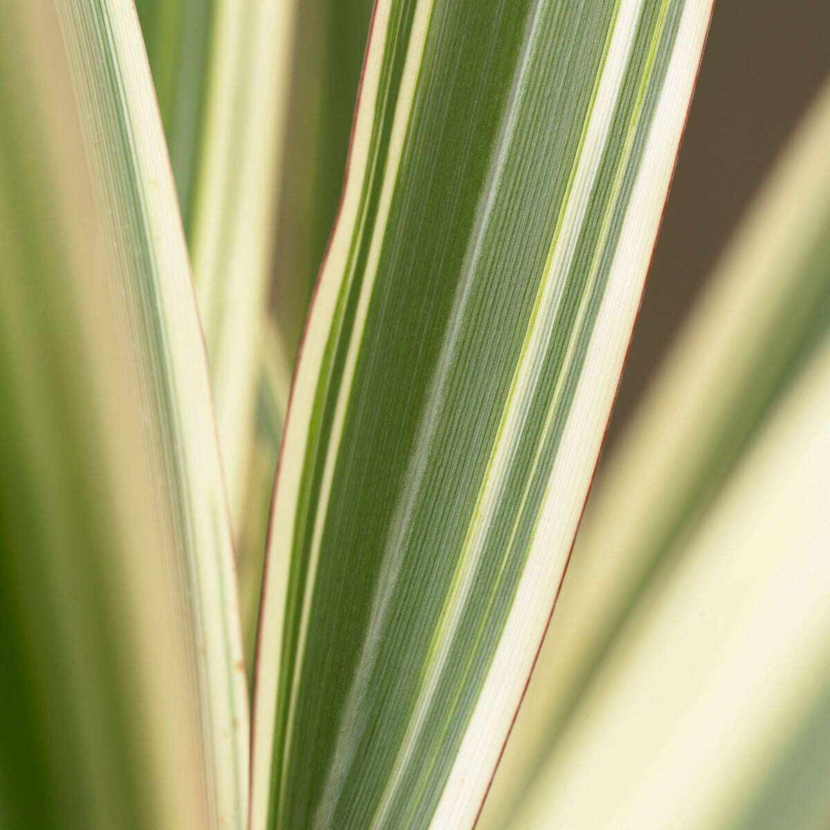 Phormium Tricolor - Lin de Nouvelle-Zélande - Phormium cookianum Tricolor - Willemse