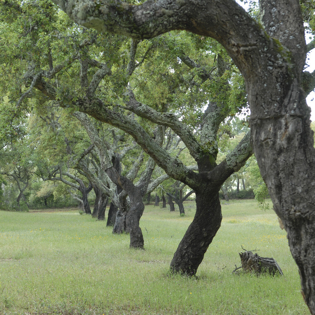 Chêne-liège - Quercus suber - Willemse