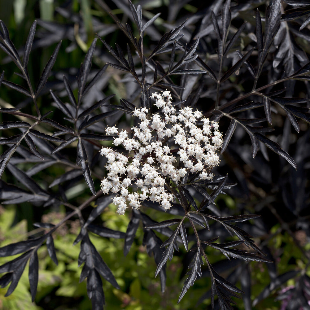 Sambucus nigra Black Lace® - Sureau noir Black Lace® - Sureau