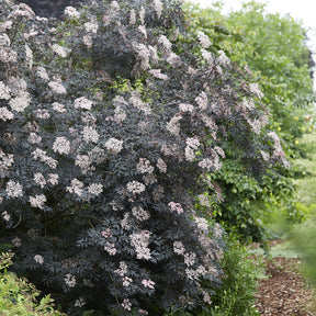 Sureau noir Black Lace® - Sambucus nigra Black Lace® - Willemse