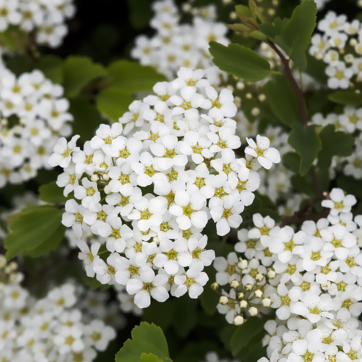 Spirée à feuilles de bouleau Tor - Spiraea betulifolia Tor - Willemse