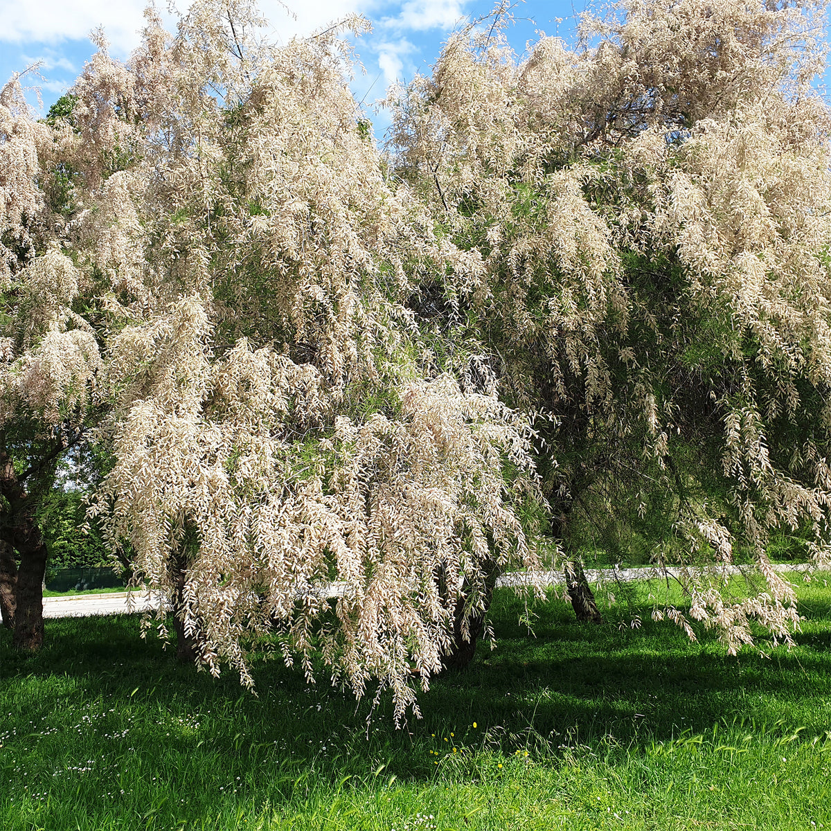 Tamaris ramosissima blanc - Willemse