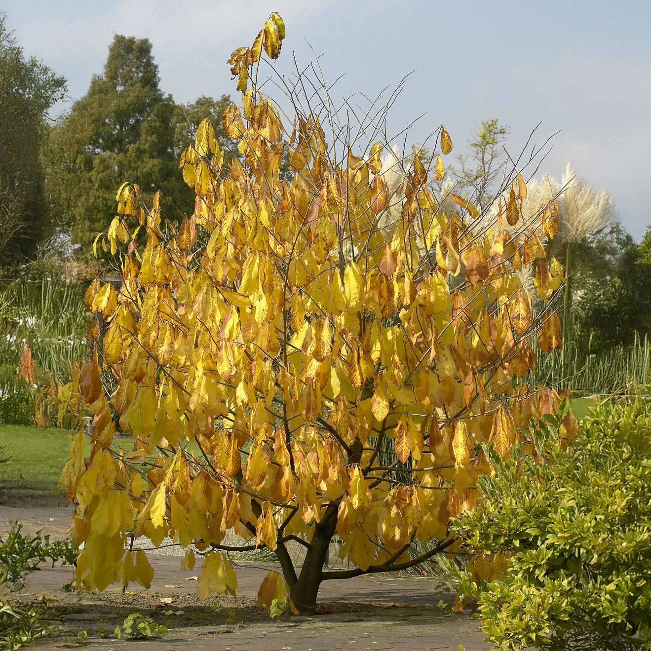 Asiminier - Pawpaw - Asimina triloba - Willemse