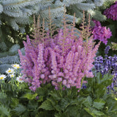 Astilbe Little Visions in Purple® - Willemse