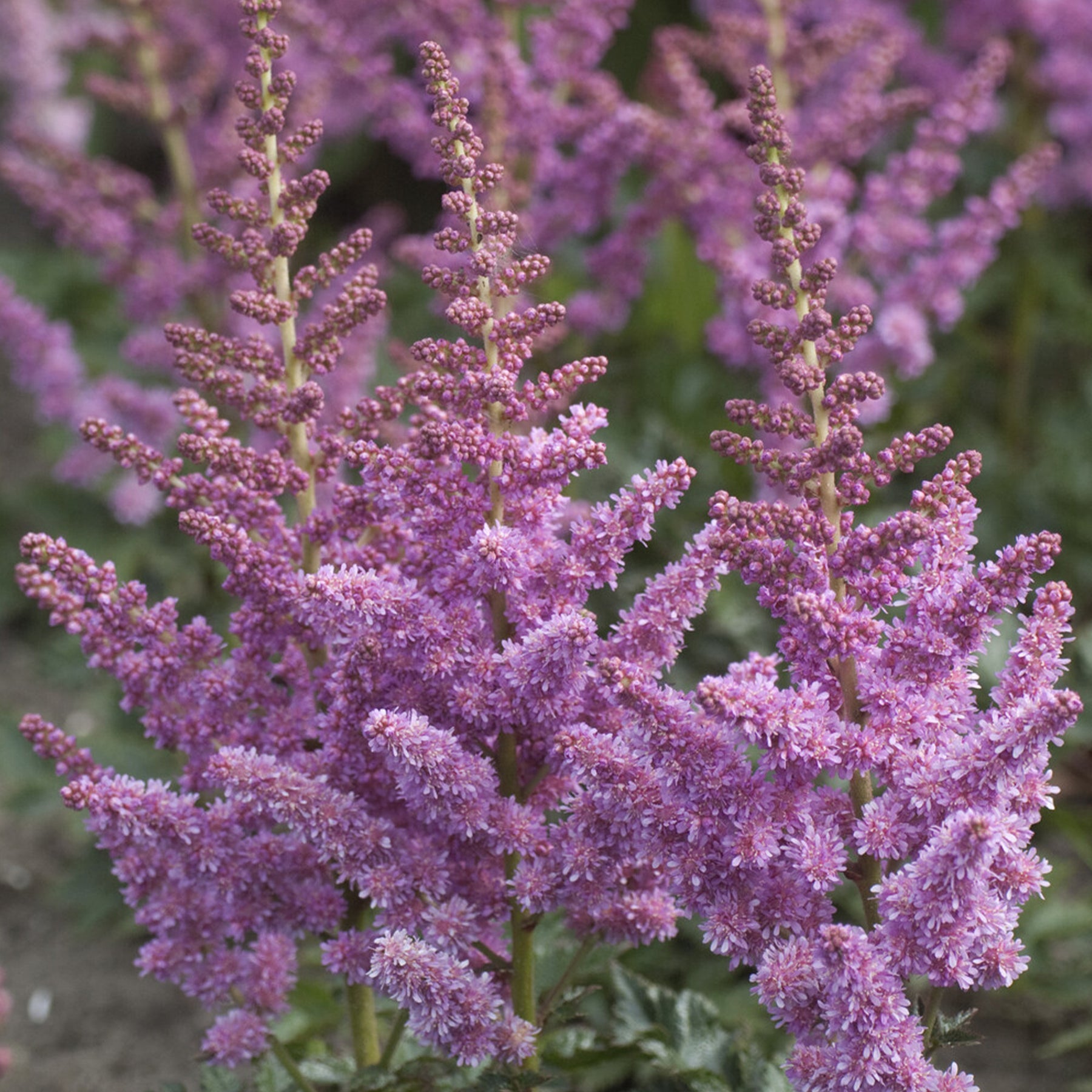 Astilbe chinensis Little Vision in Purple ® - Astilbe Little Visions in Purple® - Astilbe