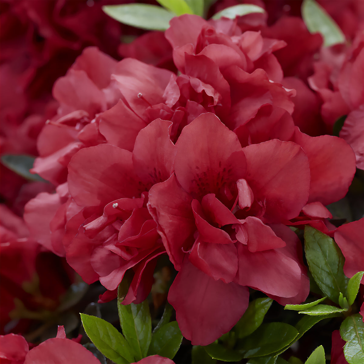 Azalée du Japon Encore® Autumn Fire - Rhododendron Encore® Autumn Fire - Willemse