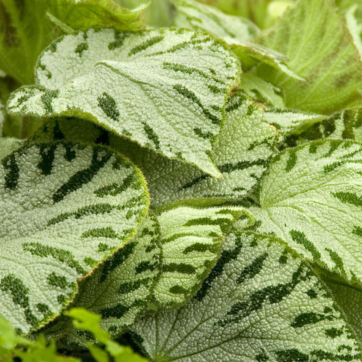 Bégonia Silver Jewel - Begonia rex Silver Jewel - Willemse