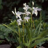 Orchidée Jacinthe Alba - Willemse