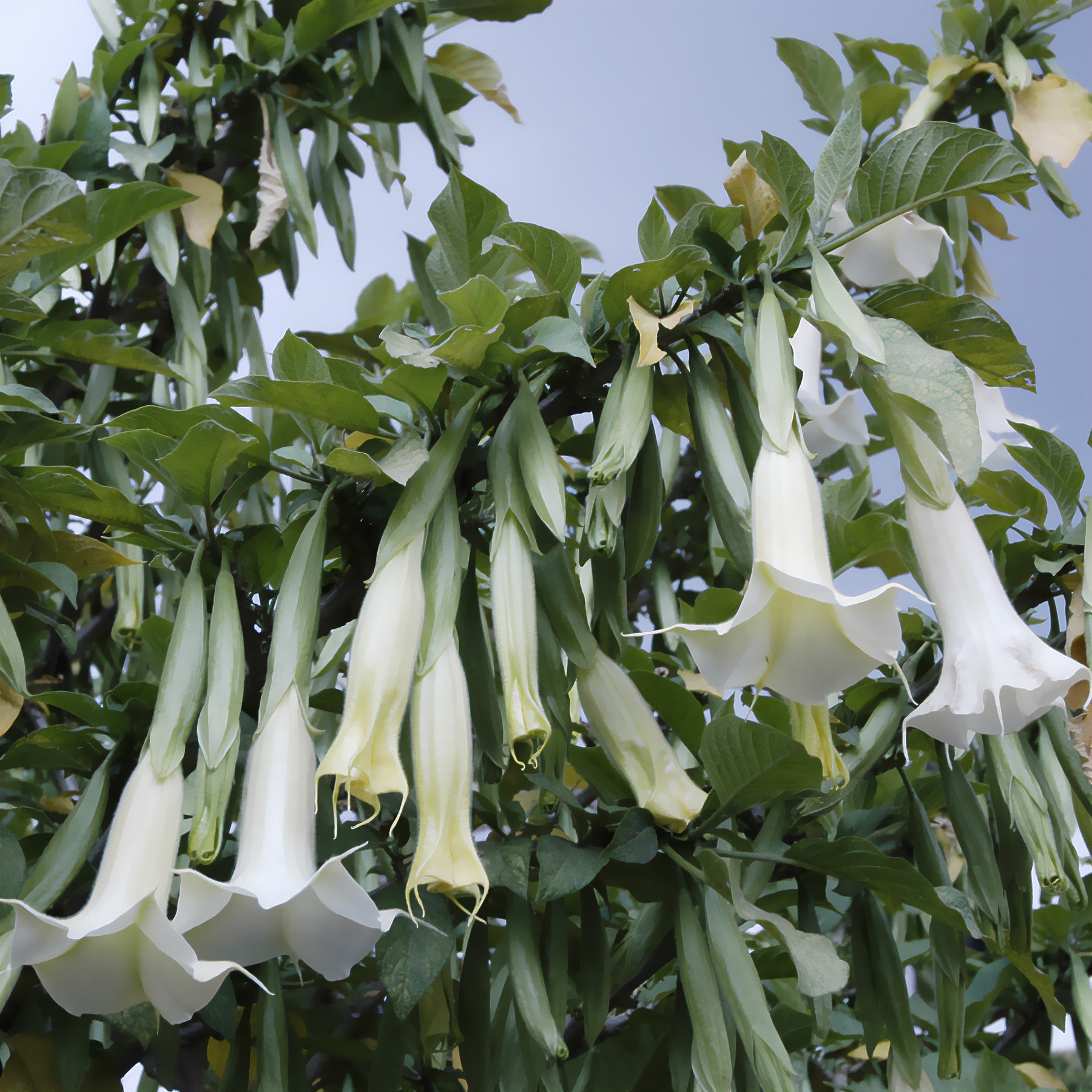 Brugmansia blanc - Willemse