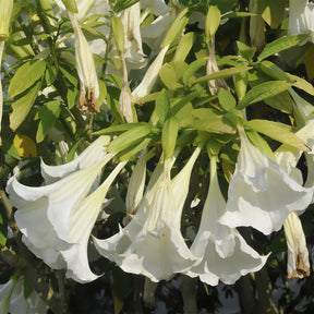 Brugmansia arborea - Brugmansia blanc - Brugmansias