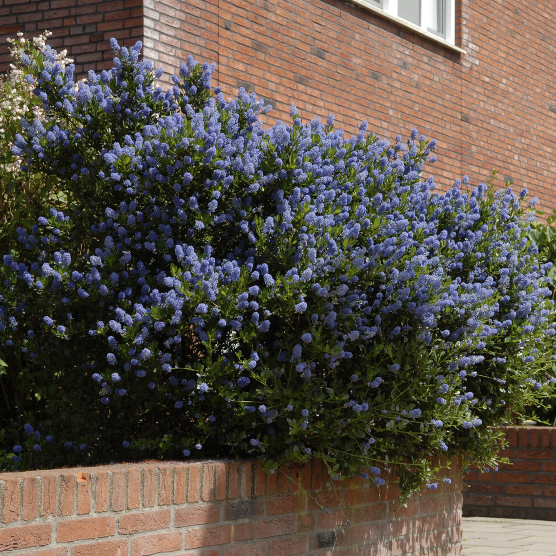 Ceanothus Concha - Céanothe Concha - Céanothes - Lilas de Californie