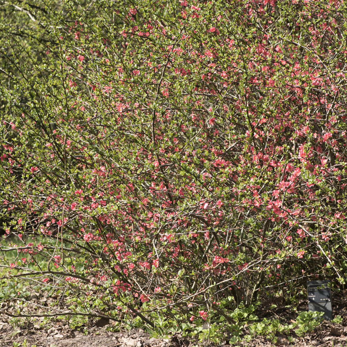 Cognassier du Japon Pink Lady - Willemse