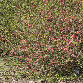 Cognassier du Japon Pink Lady - Willemse