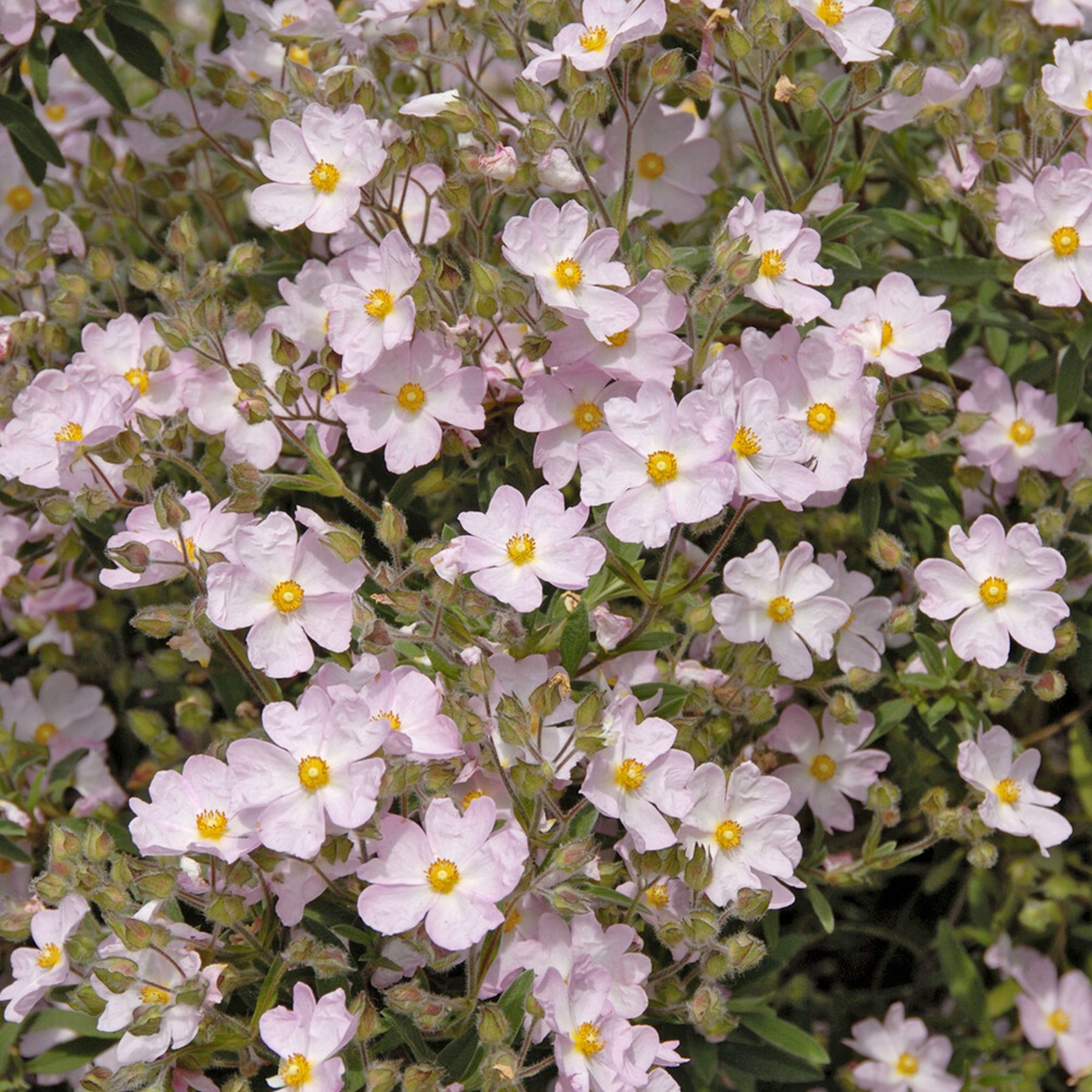 Ciste Silver Pink - Cistus x argenteus Silver Pink - Willemse