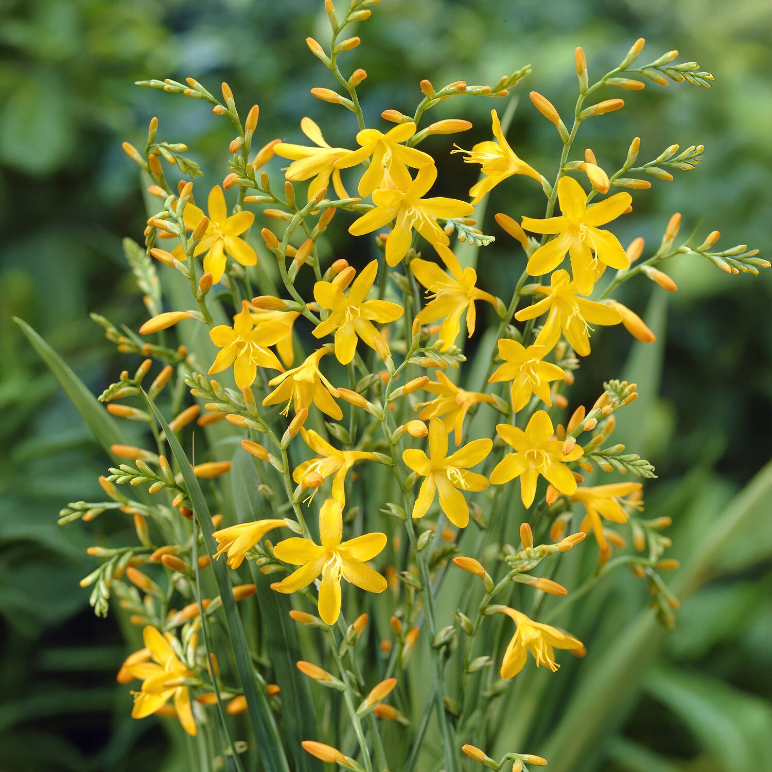 10 Crocosmia George Davidson - Crocosmia crocosmiiflora George Davison - Willemse