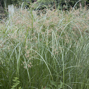 Cyperus alternifolius - Papyrus à feuilles alternes - Souchet - Cyperus