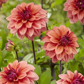 3 Dahlias décoratifs American Dawn - Willemse