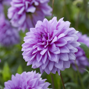 3 Dahlias décoratifs Blue Boy - Willemse