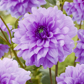 3 Dahlias décoratifs Blue Boy - Dahlia Blue Boy - Willemse