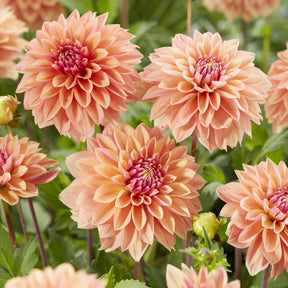 Dahlia décoratifs Kick off - Dahlia Kick Off - Willemse