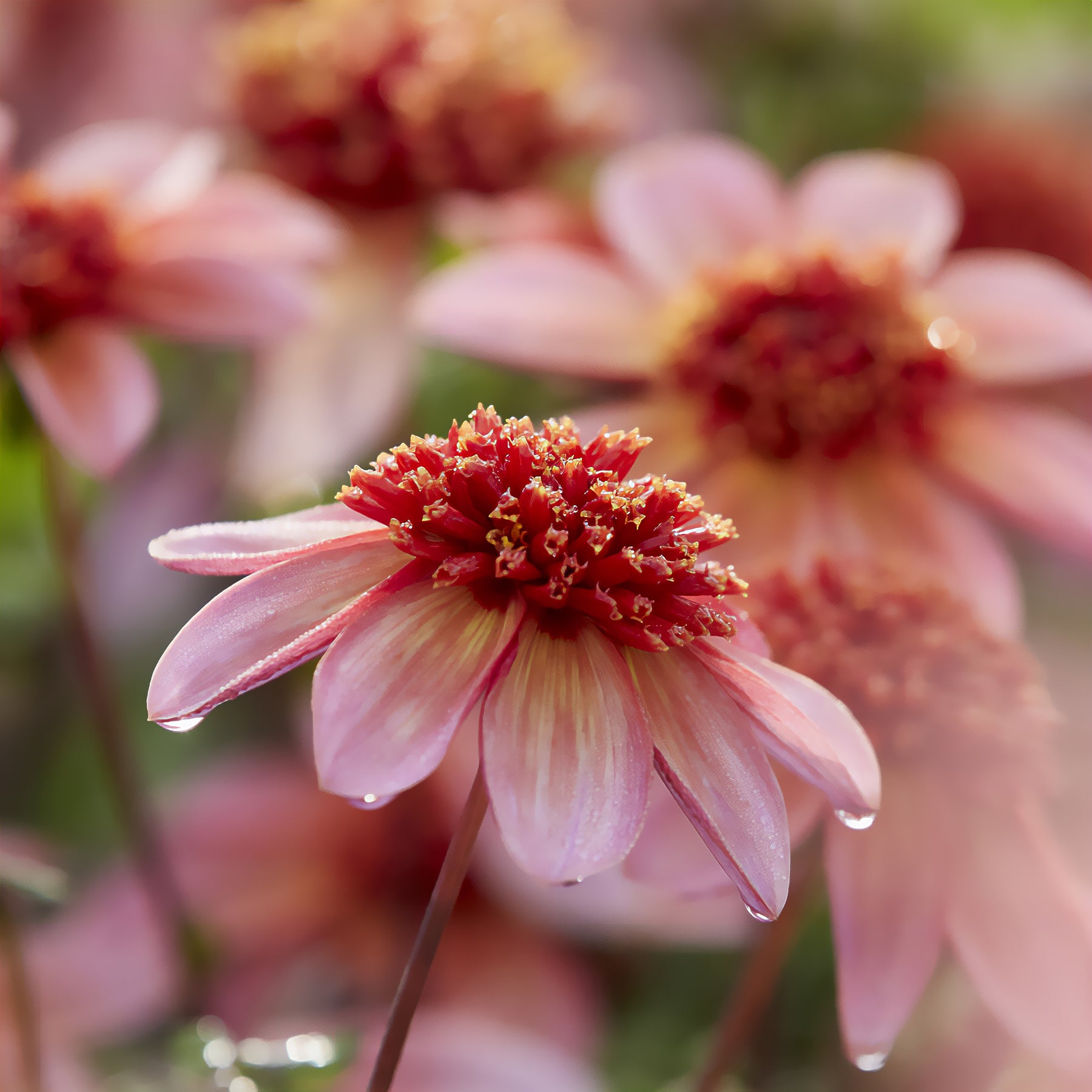 Dahlia anémone Totally Tangerine - Willemse