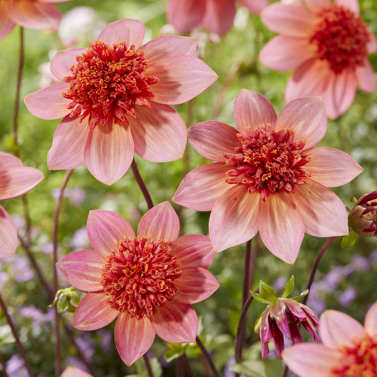 Dahlia - Dahlia anémone Totally Tangerine - Dahlia Totally Tangerine