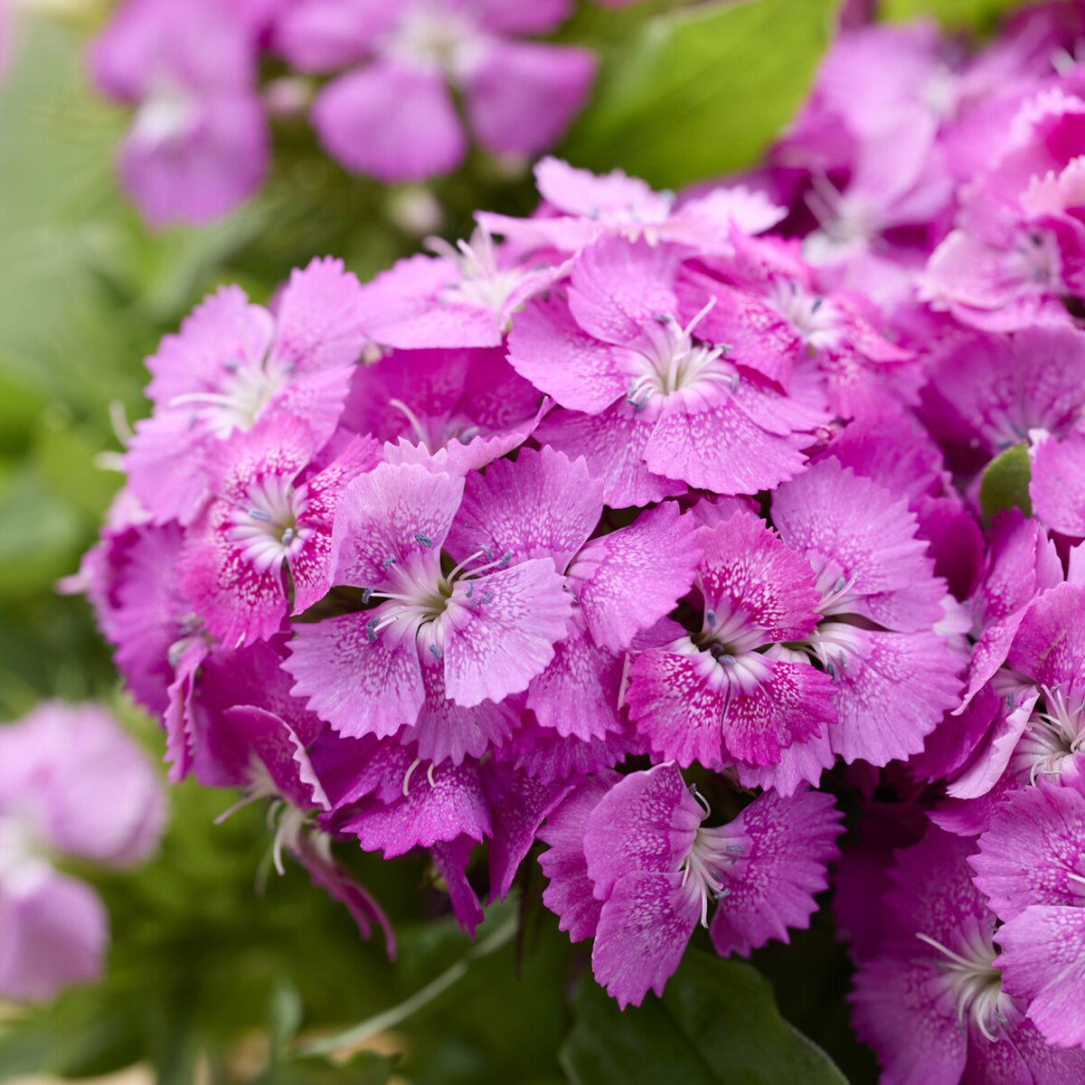 Œillet de poète Barbarini Pink - Willemse