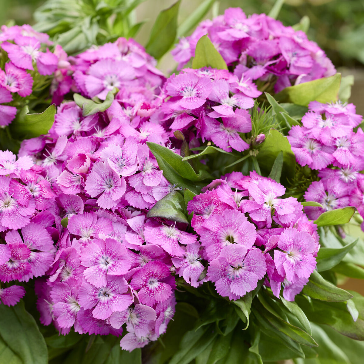 Œillet de poète Barbarini Pink - Dianthus barbatus Barbarini Pink - Willemse