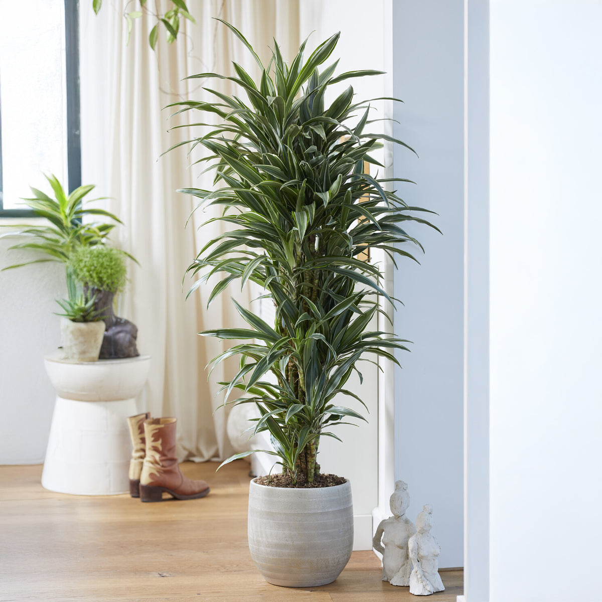 Dracaena Warneckei - Willemse