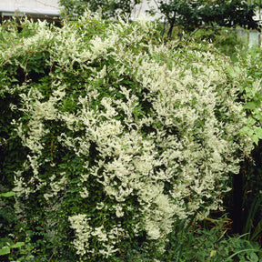 Fallopia aubertii - Renouée d'Aubert - Fallopia - Plantes grimpantes