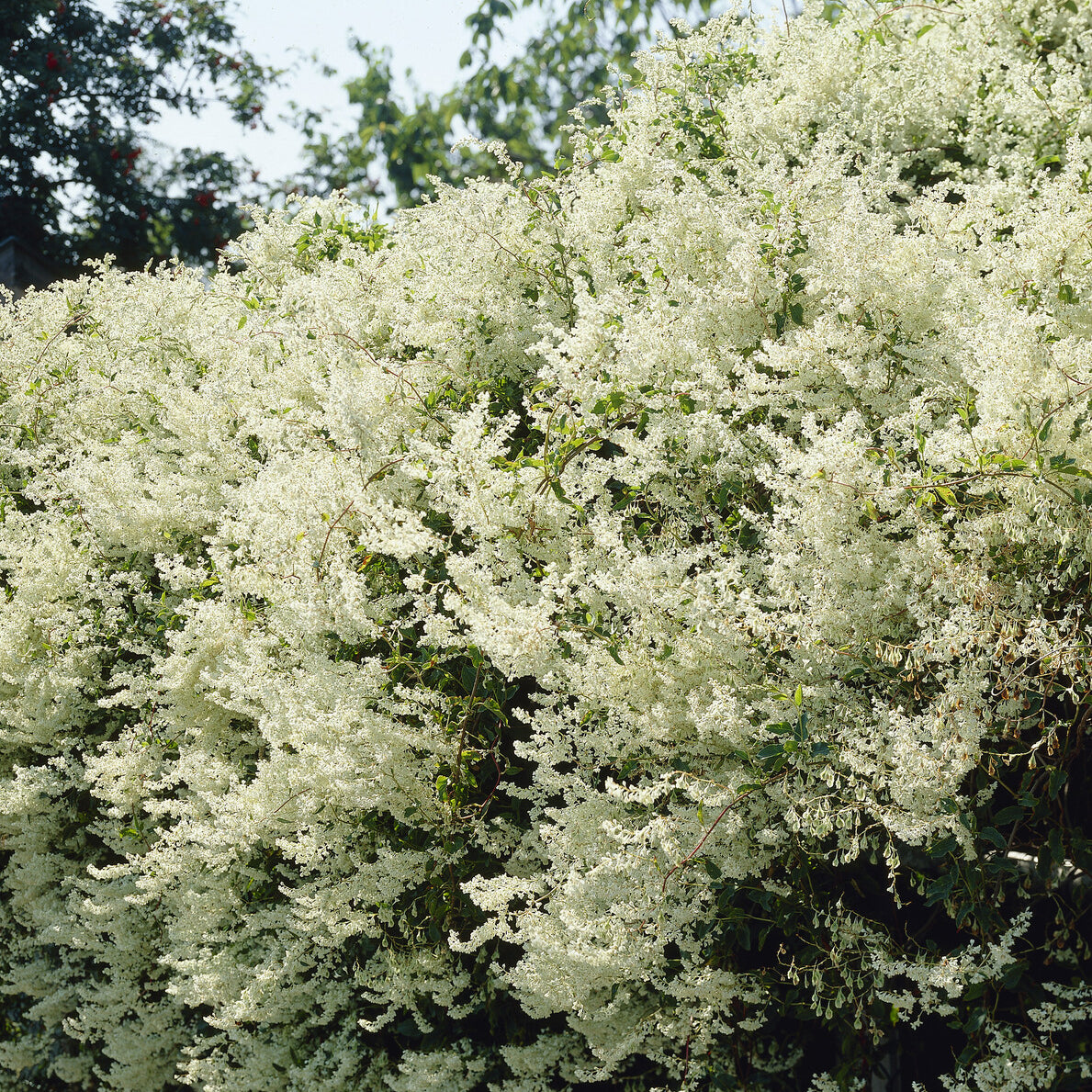 Plantes grimpantes - Renouée d'Aubert - Fallopia - Fallopia aubertii