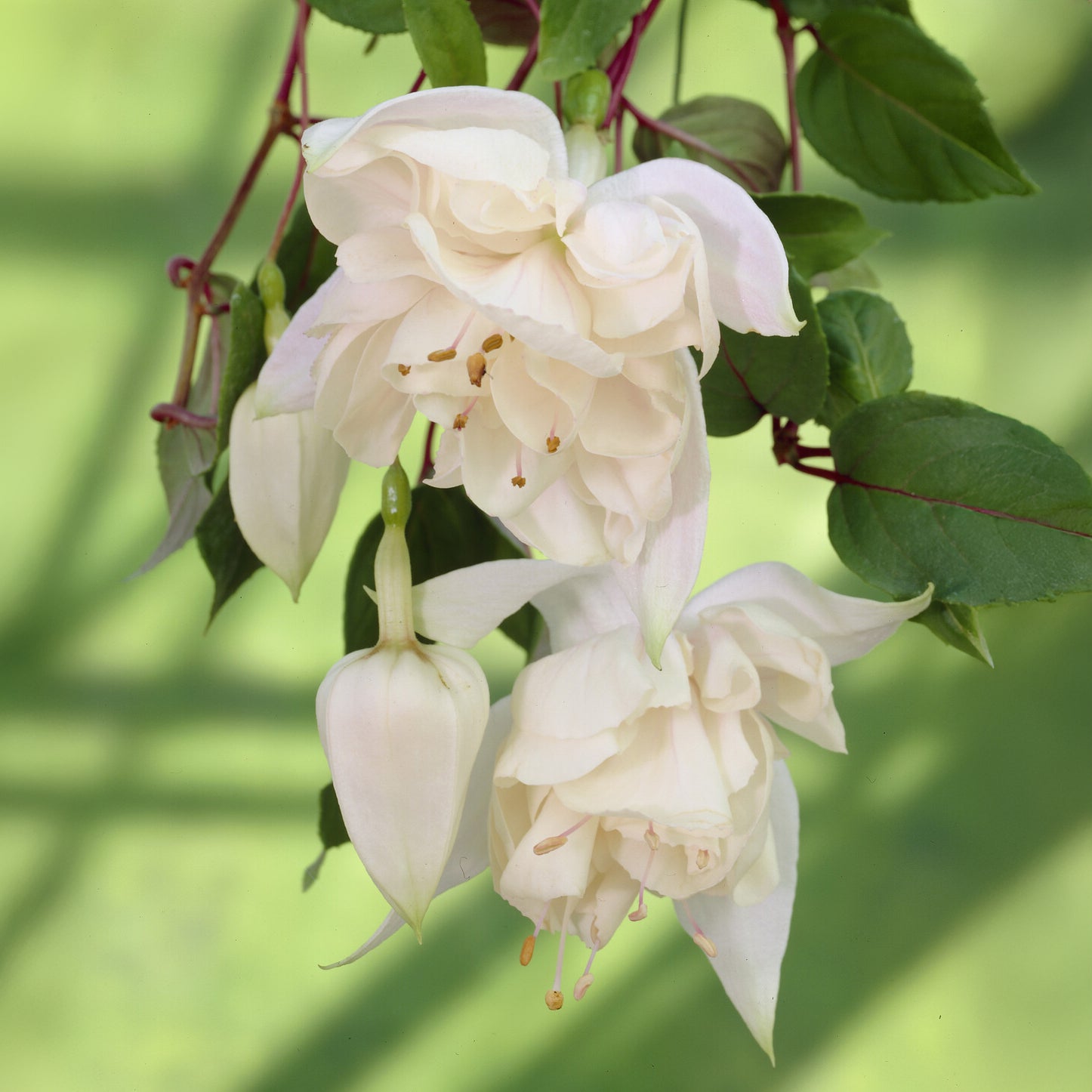 Fushia retombant Pink Marshmallow - Fuchsia Pink Marshmallow - Willemse