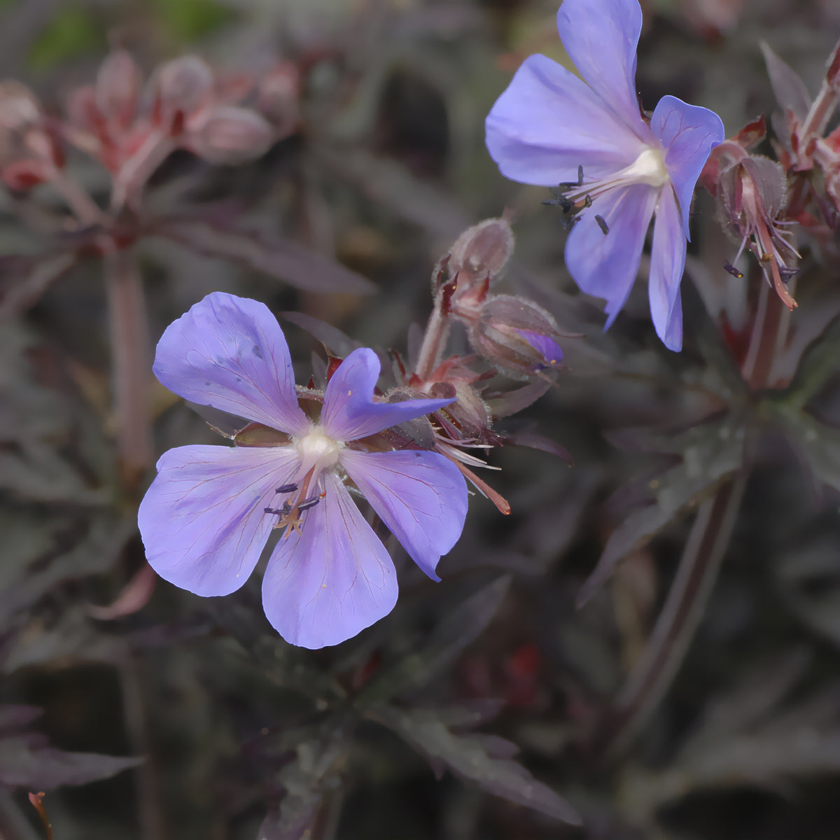 Géranium des prés Midnight Reiter - Willemse