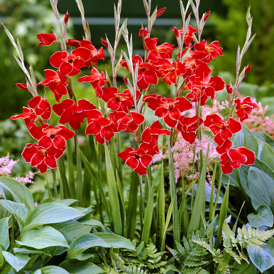 Gladiolus primulinus Atom - 15 Glaïeuls nains Atom - Glaïeul